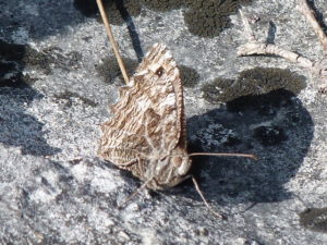 Grayling