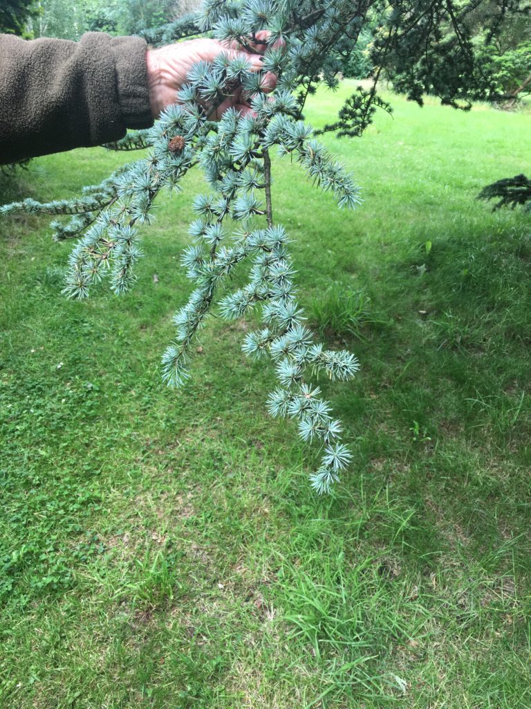 Blue Atlas Cedar