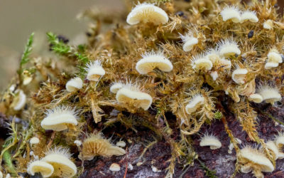 Fungus Foray, Thruscross towards Blubberhouses