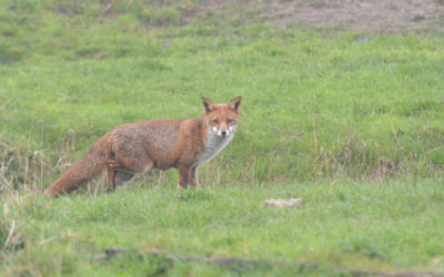 Geltsdale RSPB Reserve   22nd April 2014