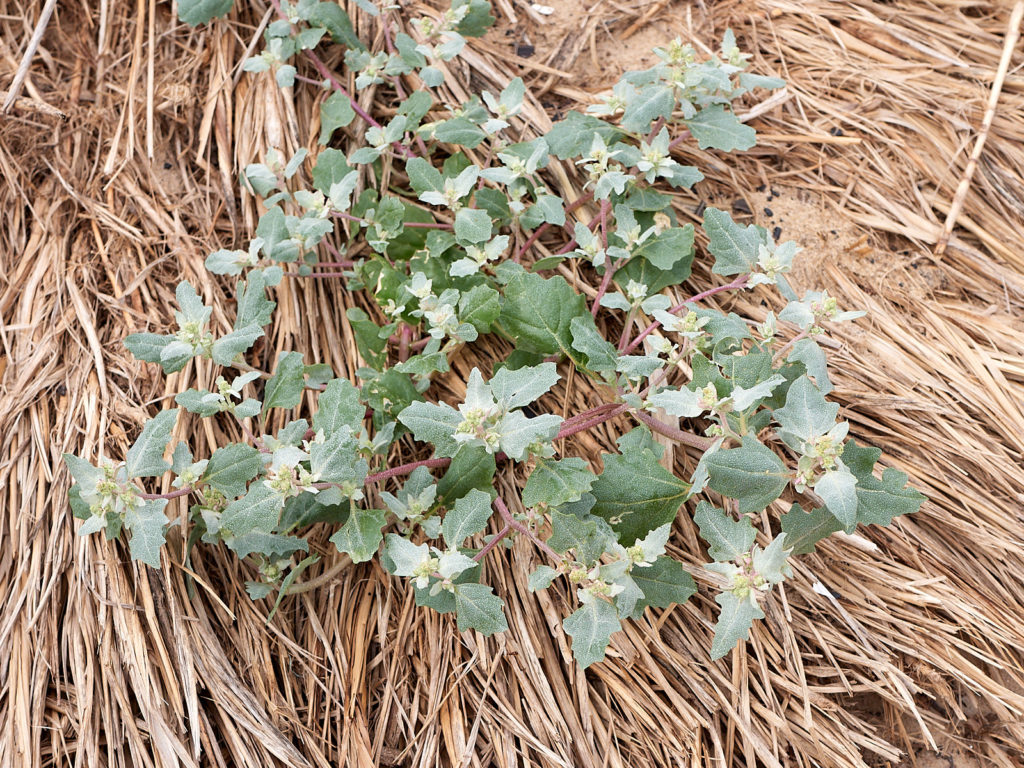 Frosted Orache (Atriplex laciniata)