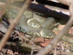 Grass Snakes