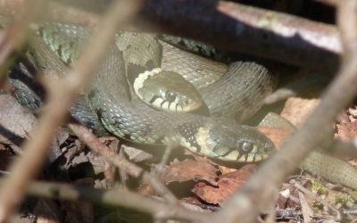 Skipwith Common Field Trip 13th April 2013