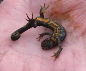 Great Crested Newt Jack Upsall