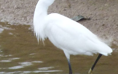 Field Trip to Hartlepool Headland and RSPB  Saltholme 23rd September 2014