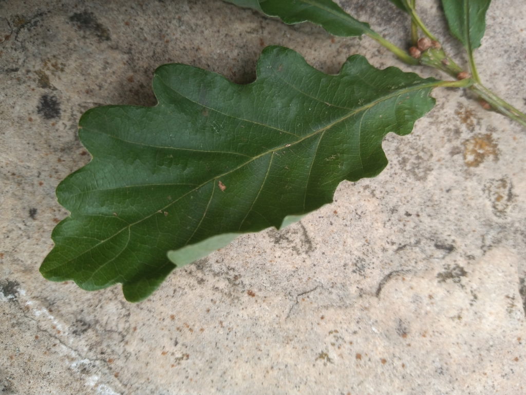 Hybrid Oak