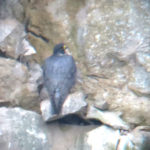 Peregrine