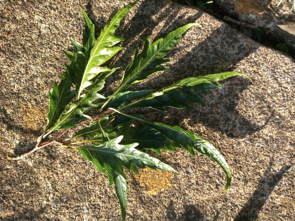 Fern-leaved Beech