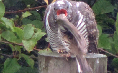 Juvenile cuckoo fostered by Meadow Pipit