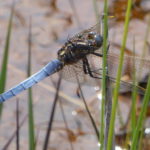 Keeled Skimmer