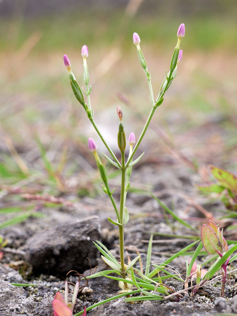 Lesser Centaury (Centaurium pulchellum)