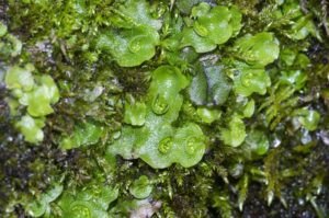 Lunularia cruciata