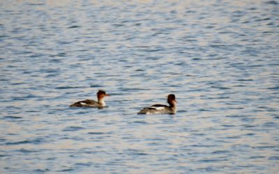 Hartlepool Headland and RSPB Saltholme Tuesday 14th February 2017