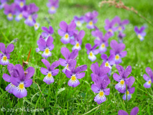 Mountain Pansy (Viola lutea)