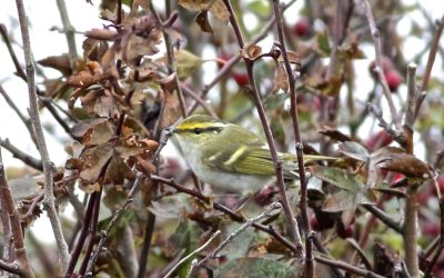 Spurn Point 27th October 2015