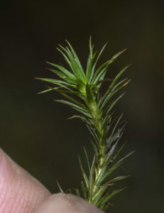 Polytrichastrum formosum