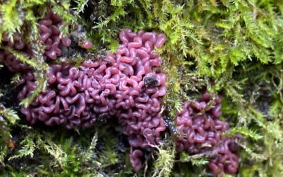 Farnham Gravel Pit Fungus Foray