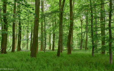 Woodland flora of Rougemont Carr