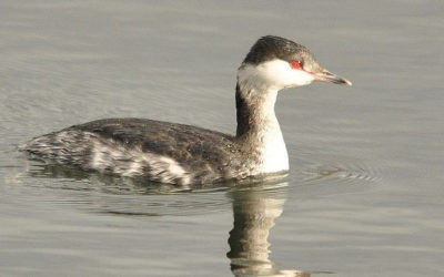 Hartlepool Field Trip 5th February 2013