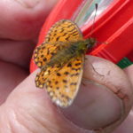 Small Pearl-bordered Fritillary  Will Rich