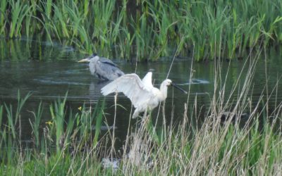 Fairburn Ings and Lin Dyke