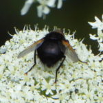 Tachina Grossa