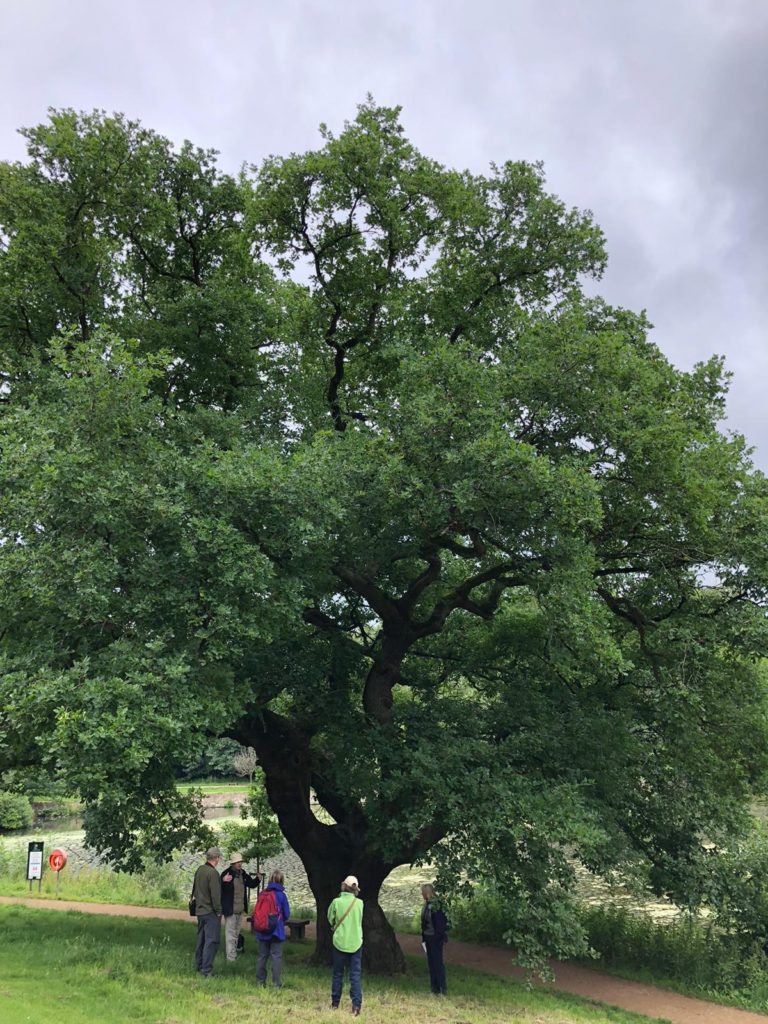 Veteran Oak