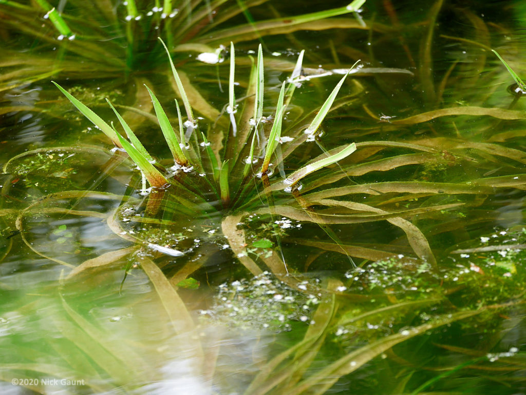 Water Soldier (Stratiotes aloides)