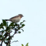 Whinchat   Jack Upsall