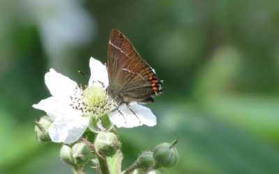 Farnham Gravel Pit Members’ Day –  14th July 2013