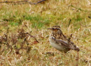 Wood Lark