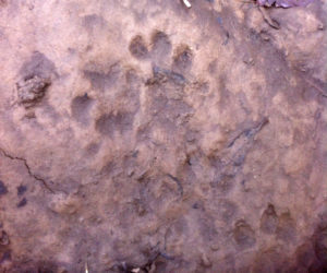 Otter tracks  Sue Coldwell