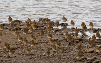 Nosterfield LNR and Lingham.  Tuesday 10th January