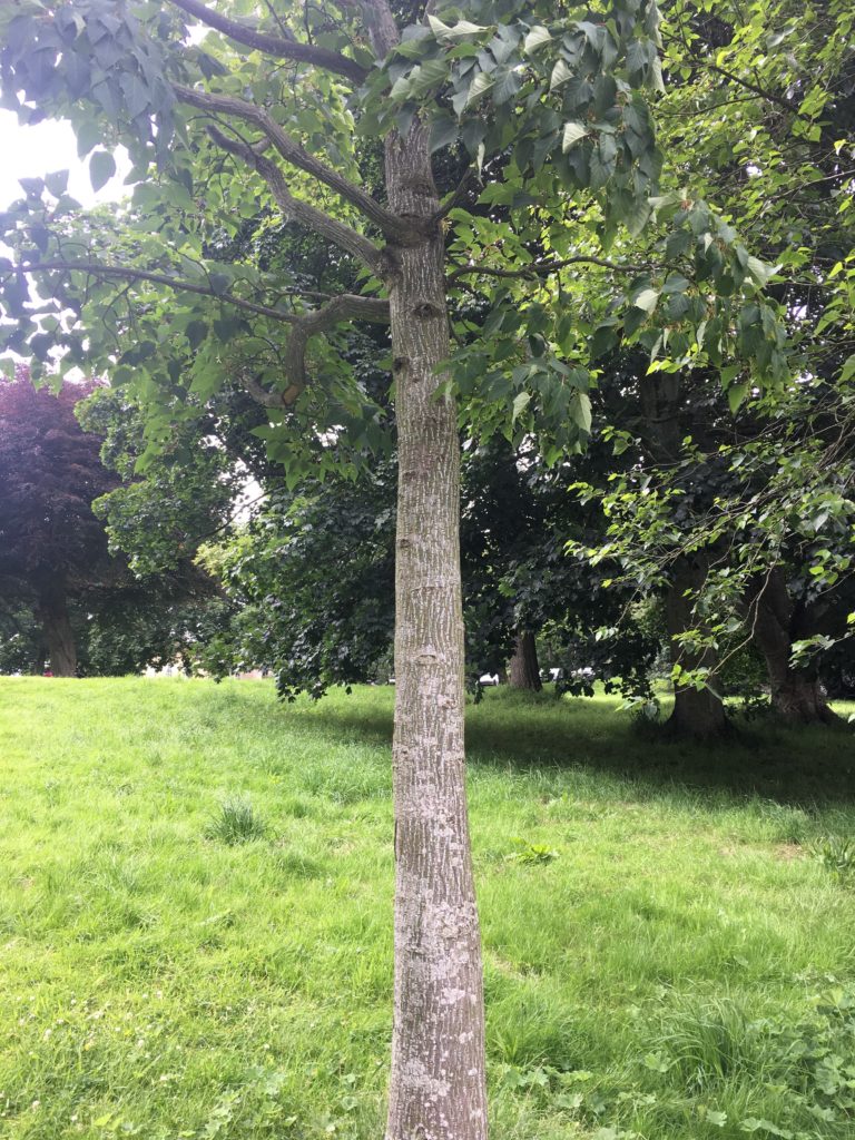 ‌Snake Bark Maple